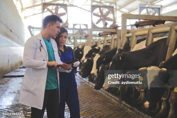 veterinario chiacchierando con l'agricoltore - fresian calf foto e immagini stock