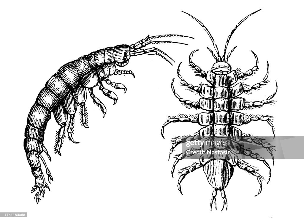 Gammarus pulex, amphipoda