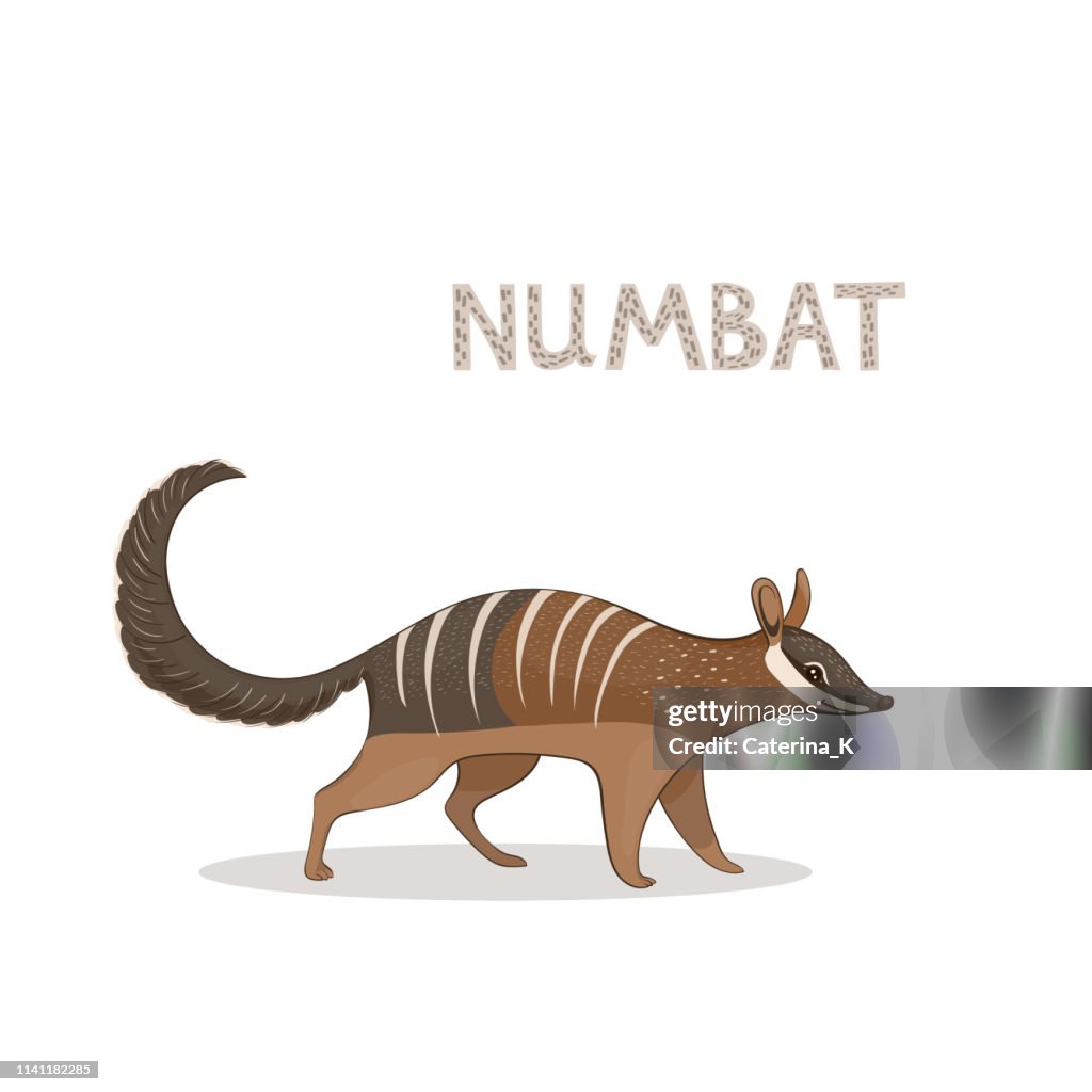 A cartoon cute numbat, isolated on a white background. Animal alphabet.