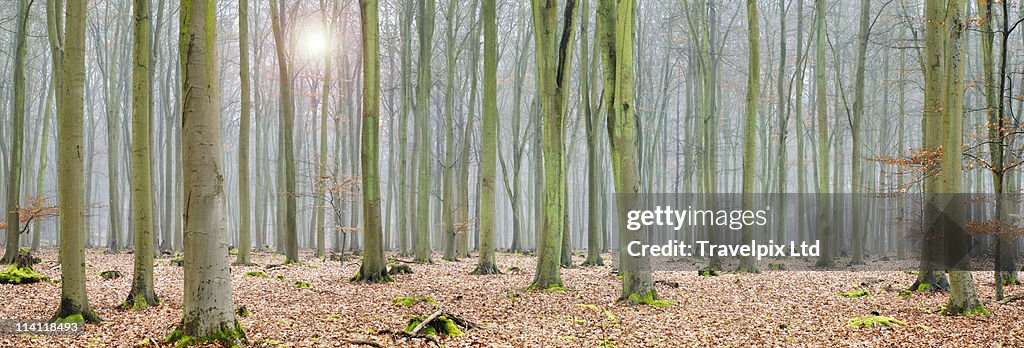 Interior of Forest, Misty morning