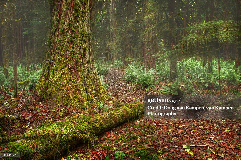 Forest of ancients