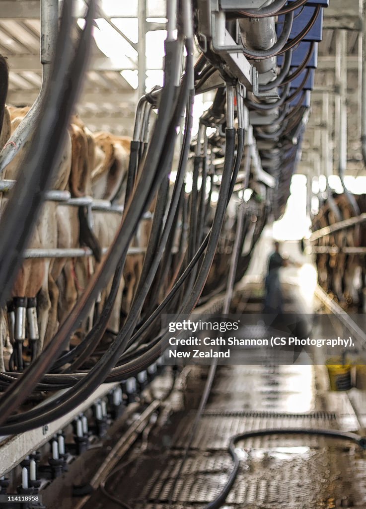 Cowshed with cows