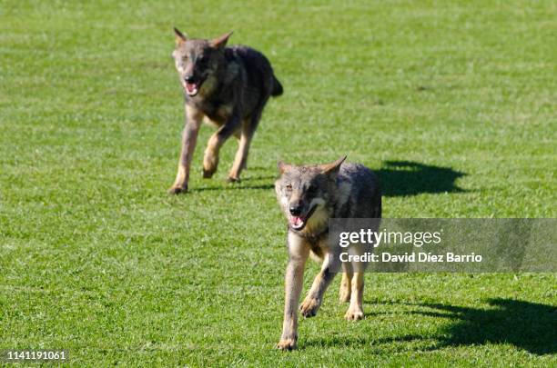 Wolves Running Playing 8,115 Running Wolves Stock Photos, High-Res Pictures, and Images ...