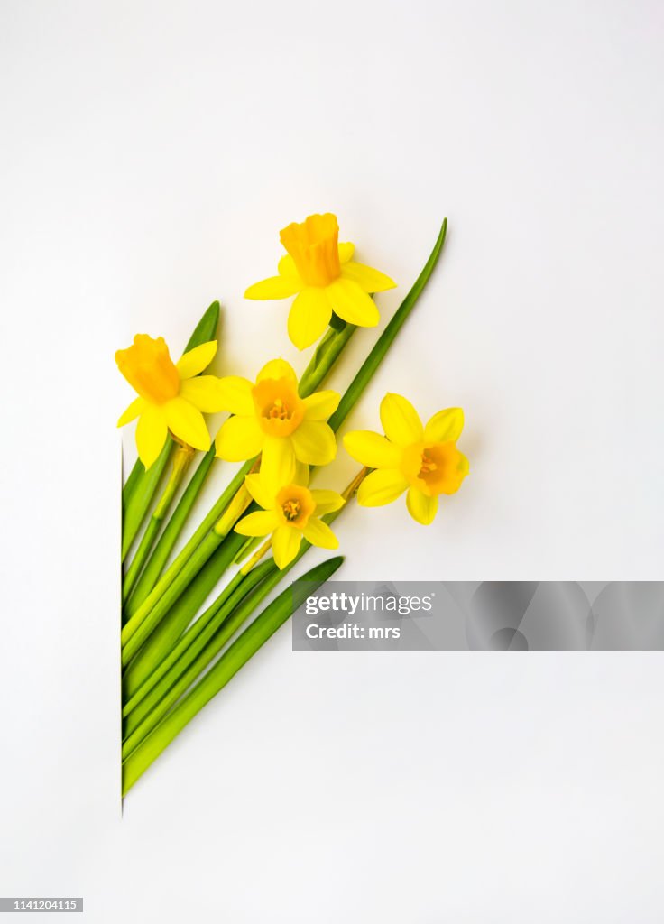 Daffodils