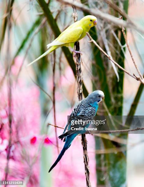 two parrots on the branch - budgie stock pictures, royalty-free photos & images