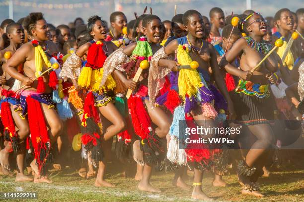 Image contains nudity.) Ludzidzini, Swaziland, Africa - Umhlanga, reed dance ceremony Maidens dance before King Mswati III on day 7 of the ceremony.