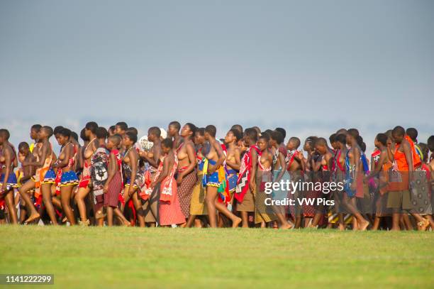 Image contains nudity.) Ludzidzini, Swaziland, Africa - Annual Umhlanga, or reed dance ceremony, in which up to 100,000 young Swazi women gather to...