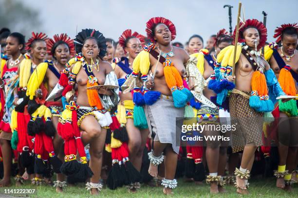 Image contains nudity.) Ludzidzini, Swaziland, Africa - Umhlanga, reed dance ceremony Maidens present cut reeds to the queen mother of Swaziland for...