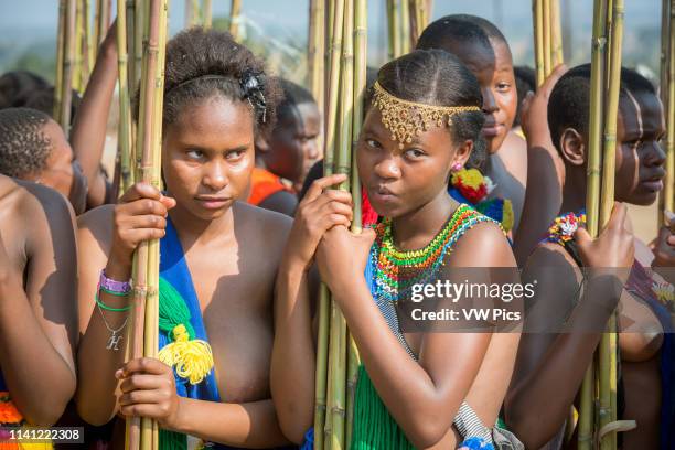 Image contains nudity.) Ludzidzini, Swaziland, Africa - Umhlanga, reed dance ceremony Maidens present cut reeds to the queen mother of Swaziland for...