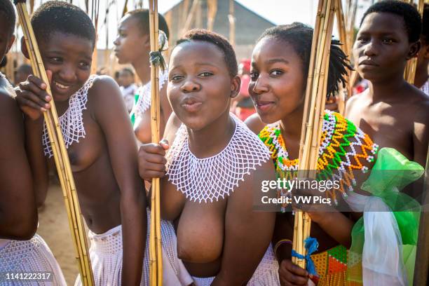 Image contains nudity.) Ludzidzini, Swaziland, Africa - Umhlanga, reed dance ceremony Maidens present cut reeds to the queen mother of Swaziland for...