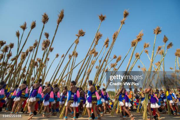 Ludzidzini, Swaziland, Africa - Umhlanga, reed dance ceremony Maidens present cut reeds to the queen mother of Swaziland for her Kraal.