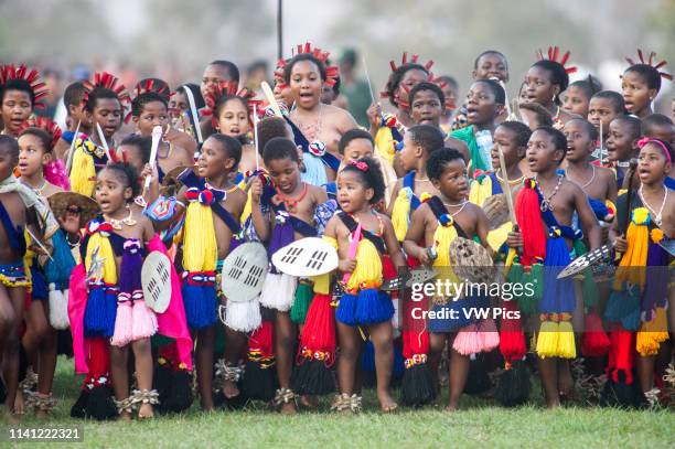 Image contains nudity.) Ludzidzini, Swaziland, Africa - Umhlanga, reed dance ceremony Maidens present cut reeds to the queen mother of Swaziland for...