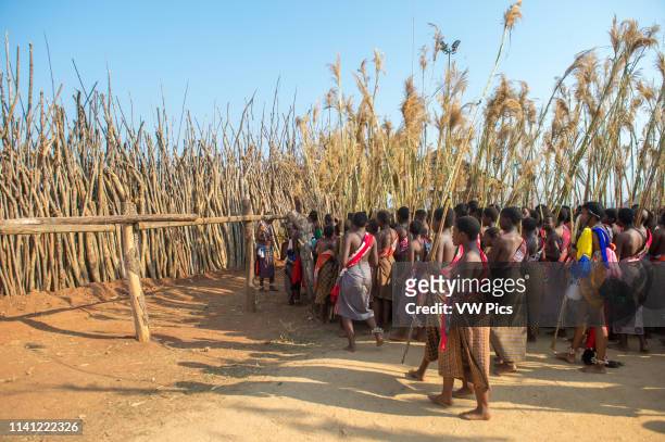 Image contains nudity.) Ludzidzini, Swaziland, Africa - Umhlanga, reed dance ceremony Maidens present cut reeds to the queen mother of Swaziland for...