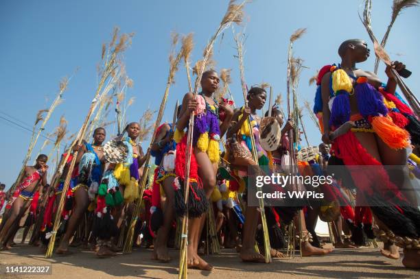 Ludzidzini, Swaziland, Africa - Umhlanga, reed dance ceremony Maidens present cut reeds to the queen mother of Swaziland for her Kraal.