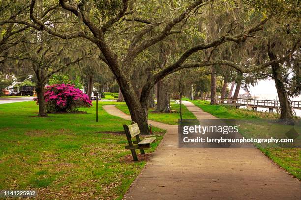 a walk in the park - live oak tree stock pictures, royalty-free photos & images