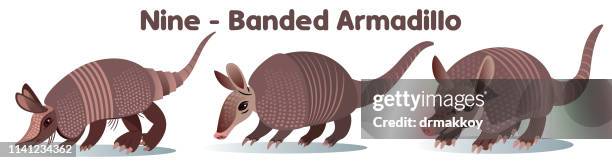 ilustraciones, imágenes clip art, dibujos animados e iconos de stock de armadillo - anteater