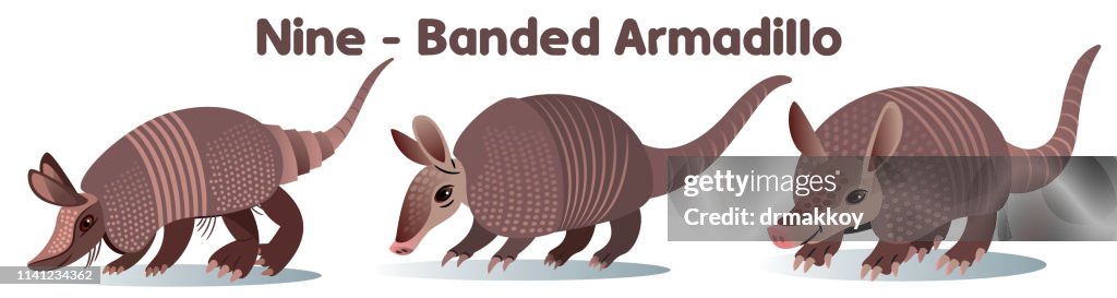 Armadillo