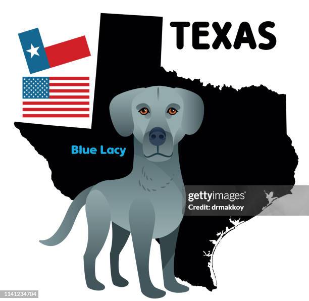 Blue Lacy High-Res Vector Graphic