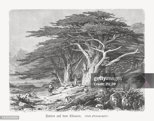zedern (cedrus libani) im libanon, holzgravur, veröffentlicht 1897 - cedar tree stock-grafiken, -clipart, -cartoons und -symbole