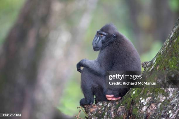 celebes crested macaque - celebes macaque stock pictures, royalty-free photos & images