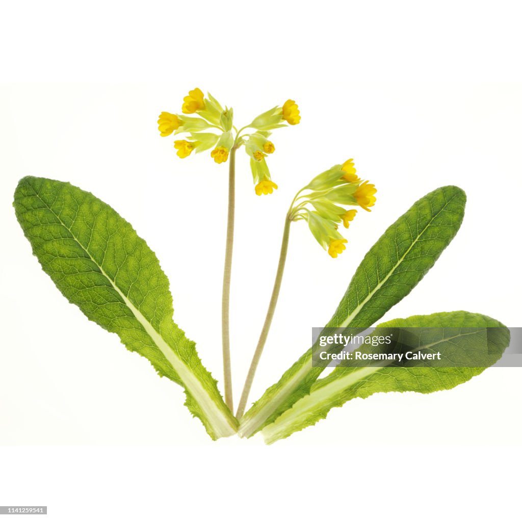 Cowslip flowers with leaves in white square.