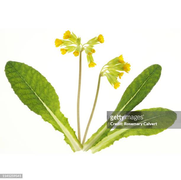 cowslip flowers with leaves in white square. - uncultivated stock pictures, royalty-free photos & images