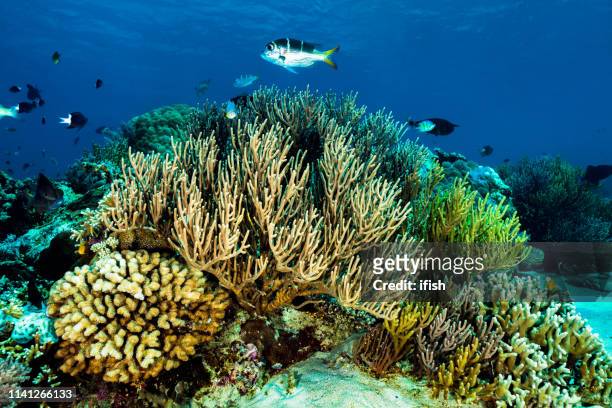 soft and hard coral paradise, gili lawa darat, komodo nationalpark, indonesia - humpnose bigeye bream stock pictures, royalty-free photos & images
