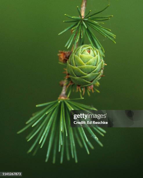 tamarack or larch with young cones - tamarack stock pictures, royalty-free photos & images