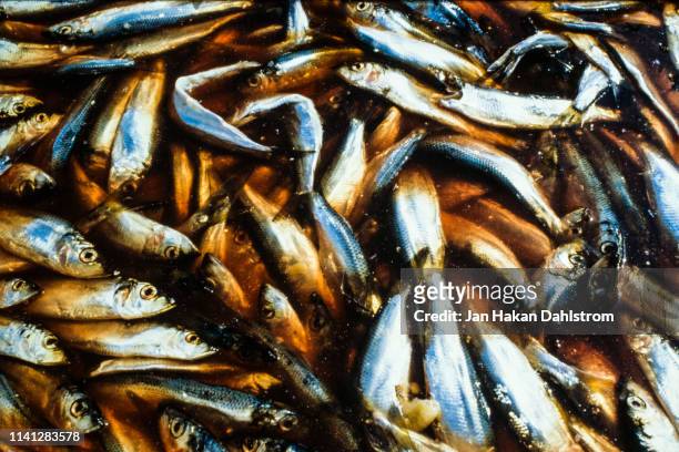 fermented herring - herring bildbanksfoton och bilder