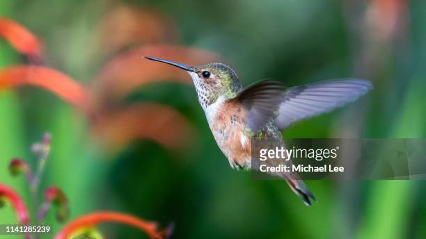 allen's hummingbird in golden gate park - san francisco - little golden gate stock pictures, royalty-free photos & images