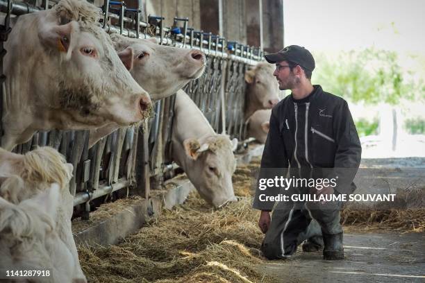 Farmer and breeder of Charolais cows, Alban, watches his cows in their cowshed at his farm on April 26, 2019 in La Jauniere near Chiche, Western...