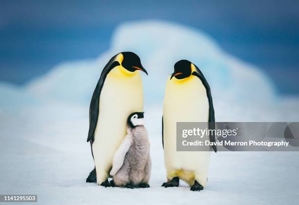 emperor family - antarctica emperor penguin foto e immagini stock