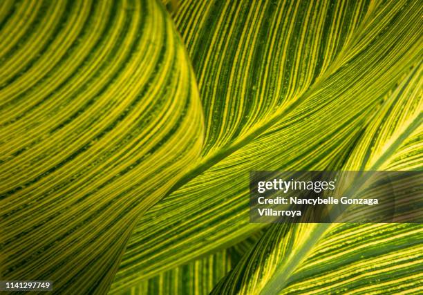 close up of variegated canna leaves - canada background stock pictures, royalty-free photos & images