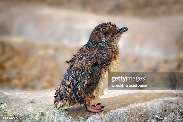 fairy penguin (eudyptula minor) - little penguin stock pictures, royalty-free photos & images