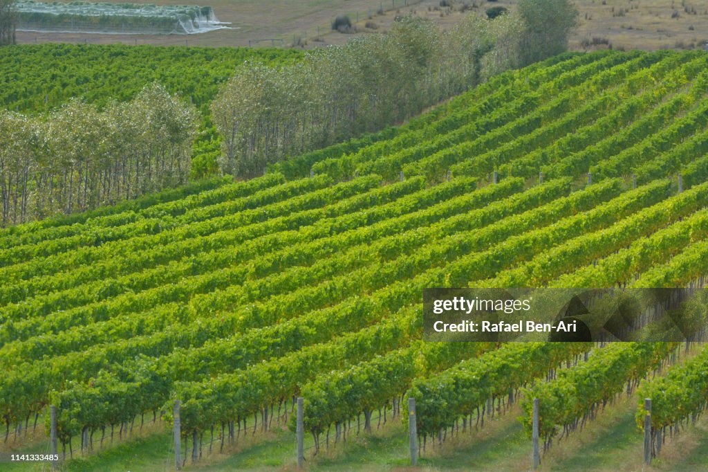 Vineyard landscape in Tasmania Australia