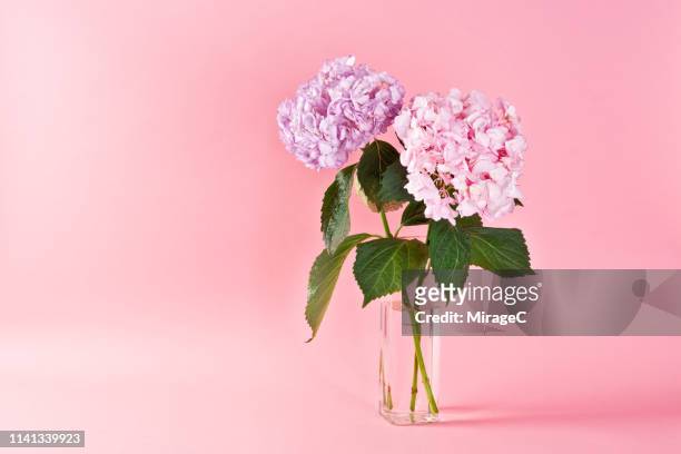 hydrangea flowers on pink background - flowers vase ストックフォトと画像