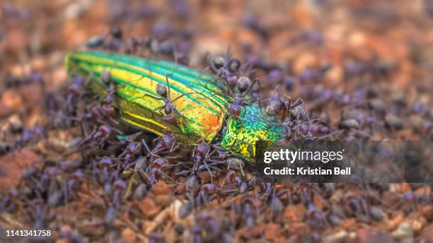 colony of meat ants (iridomyrmex purpureus) attacking a jewel beetle (temognatha chevrolati) - military attack stock pictures, royalty-free photos & images