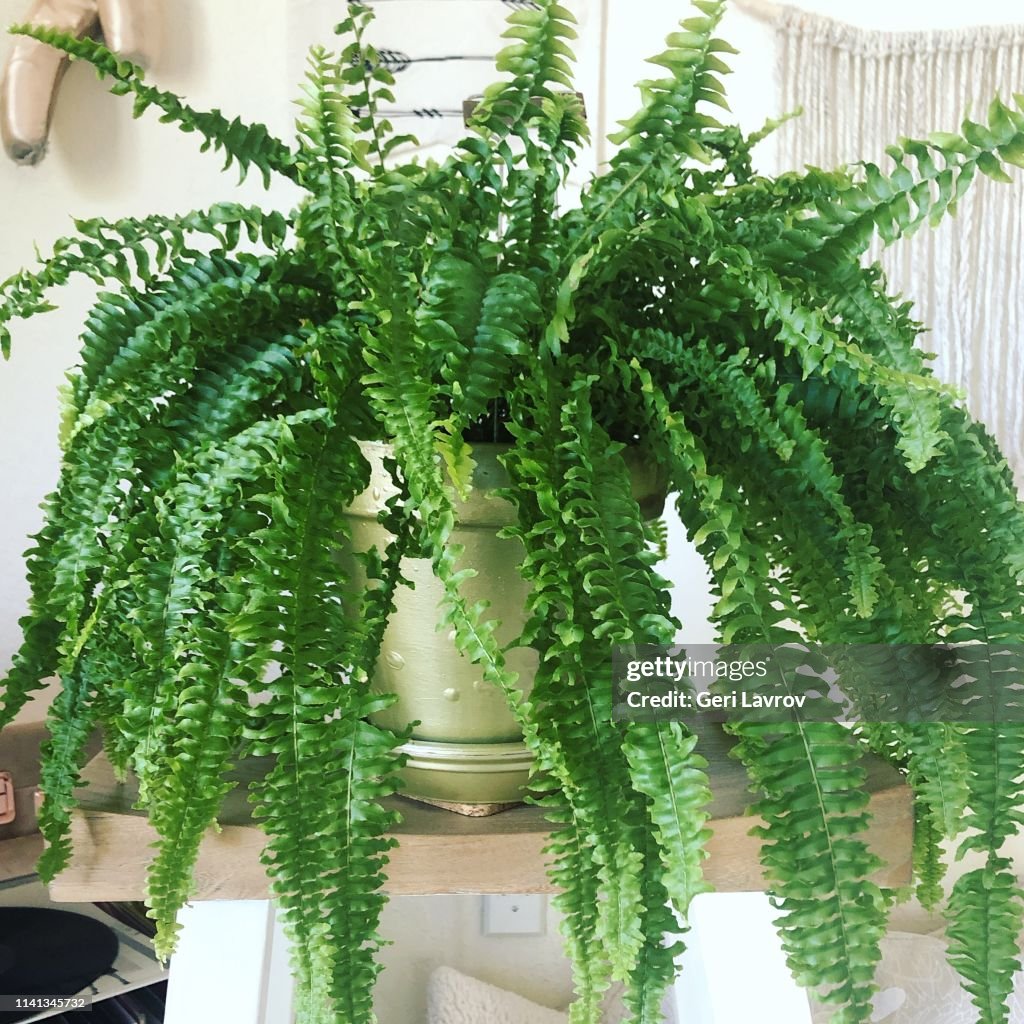 Boston fern