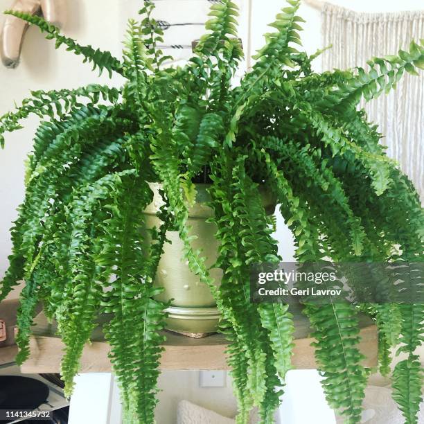 boston fern - boston fern hanging basket stock pictures, royalty-free photos & images