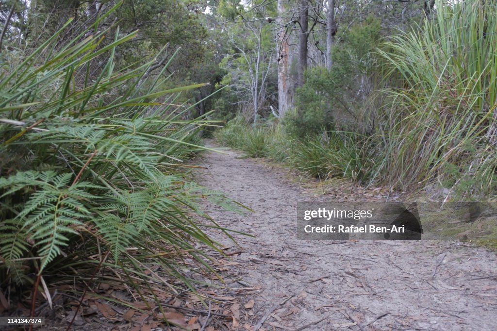 Forest path in Tasmania Australia