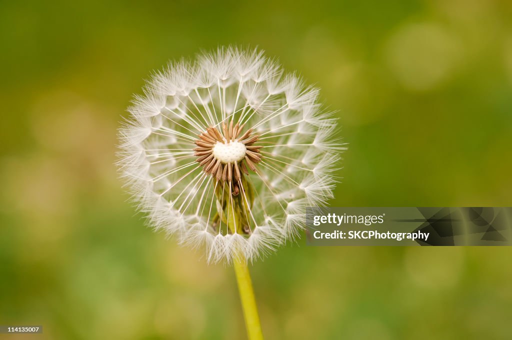 Dandelion Seed Head