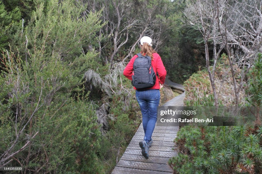 Adult woman hiking at  Cradle Mountain-Lake St Clair National Park Tasmania Australia