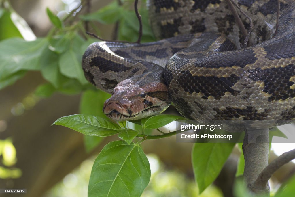 Indian Rock Python en el árbol. Python bivittatus