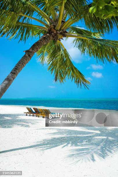 palm en ligbedden op tropical paradise beach op maldiven, herathera island - zonnestoel stockfoto's en -beelden