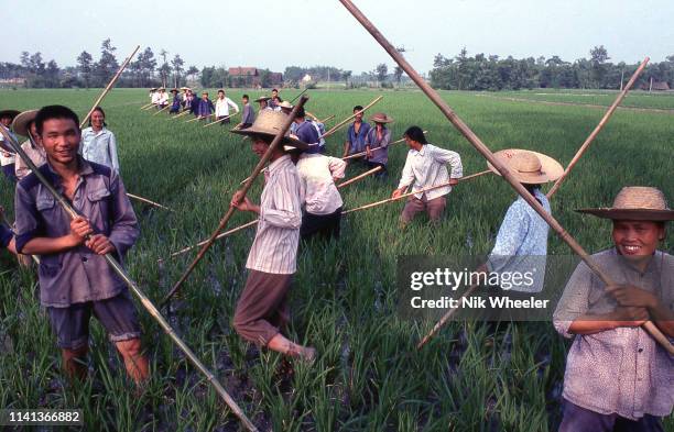 Smiling men and women farm laborers work together weeding with long bamboo poles rice fields in Szechuan province, circa 1979;