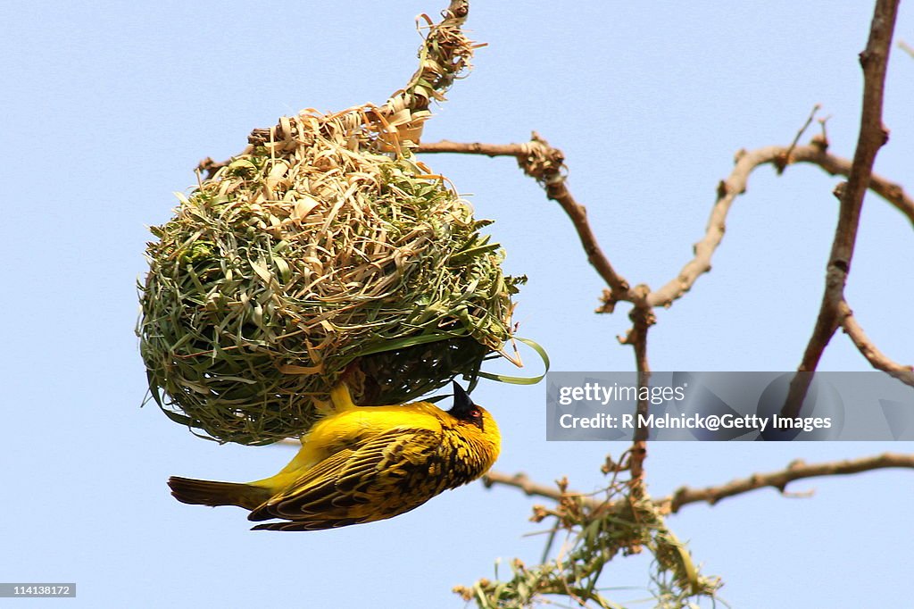 Masked Weaver bird