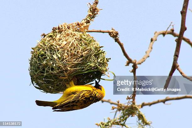 masked weaver bird - weaverbird stock pictures, royalty-free photos & images