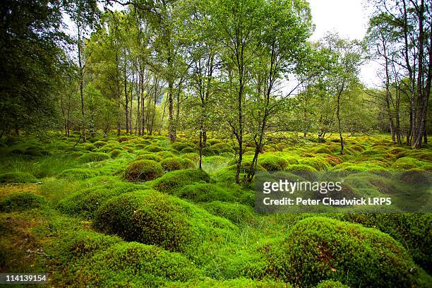 535 Sphagnum Moss Stock Photos, High-Res Pictures, and Images
