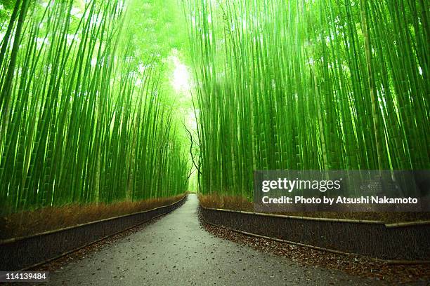 bamboo forest - 京都府 ストックフォトと画像