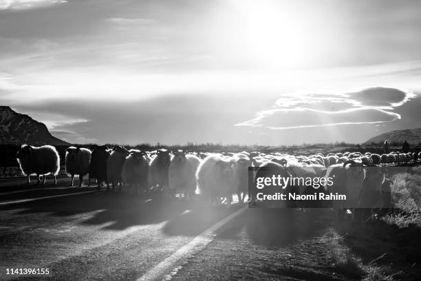 flock of icelandic sheep crossing the road in north iceland - sheep walking stock pictures, royalty-free photos & images